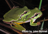 Pine Barrens treefrogs 